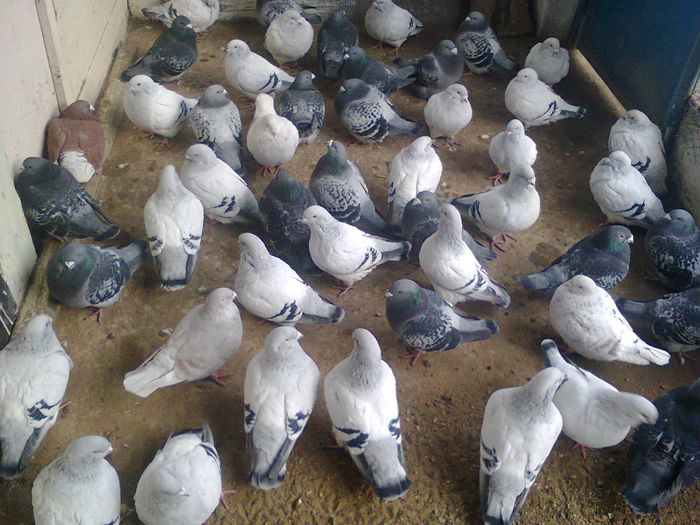 Fotografie4869 - 6 PORUMBEI LA GRAMADA