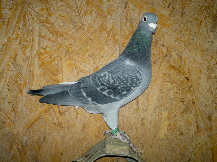 RO 11 HERMES+RIJKARD