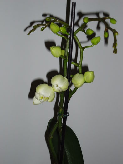 orhidee alba