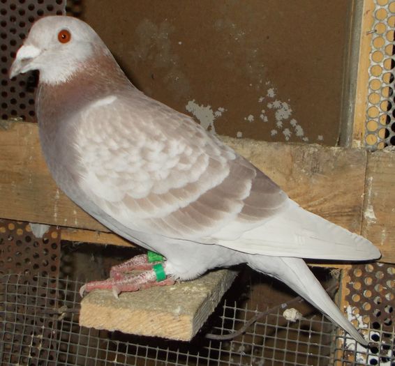 Picture 055 - BRICOUX TINERET 2014