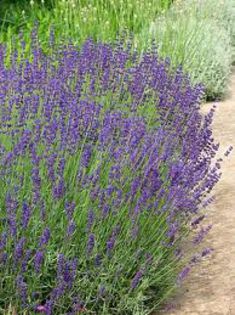  - SEMINTE LAVANDA - LAVANDULA ANGUSTIFOLIA