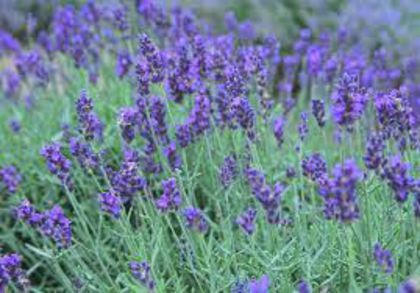  - SEMINTE LAVANDA - LAVANDULA ANGUSTIFOLIA