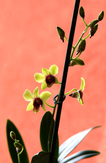 DSC03161 - Dendrobium phalaenopsis