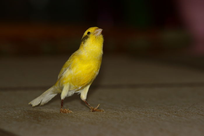 Pufulet - Canari