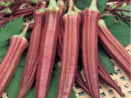  - SEMINTE BAME ROSII BURGUNDY - OKRA