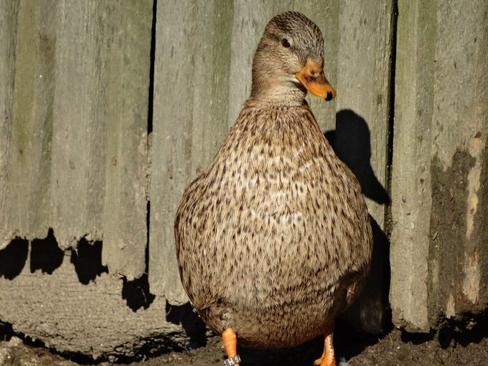 DSC04597 - Rate pitice