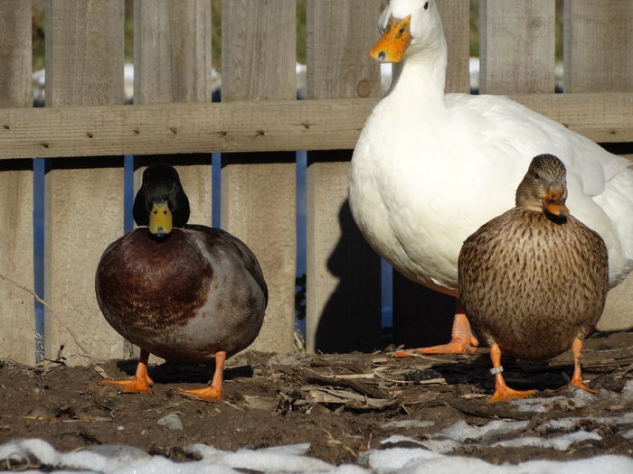 DSC04601 - Rate pitice