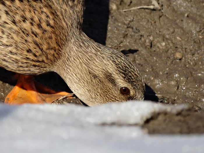 DSC04608 - Rate pitice