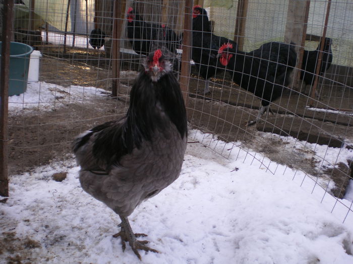 Cocos arauc albastru 1