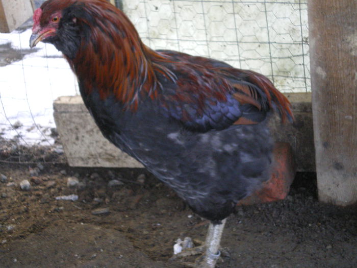 arauc.pot - Araucana potarnichiu