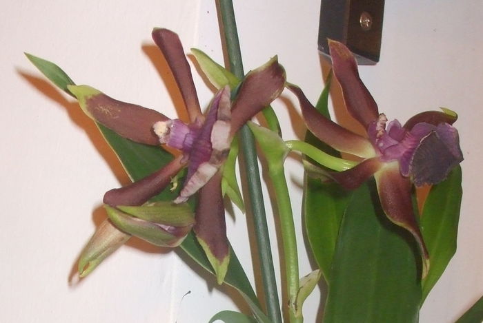 Zygopetalum - Orhidee