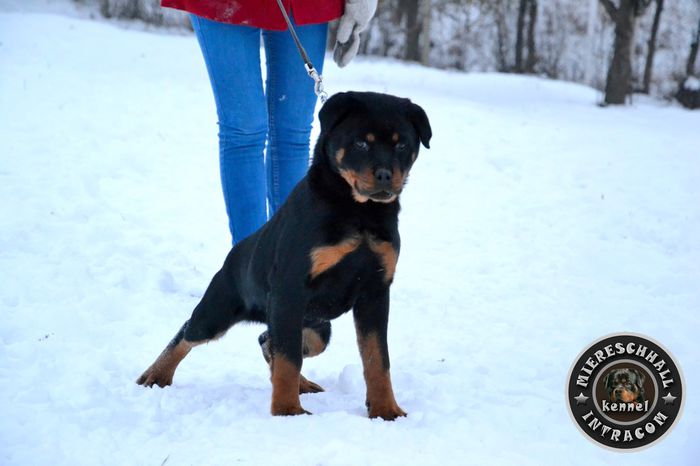 pui_rottweiler_a_054_orig - ROTTWEILER DE VANZARE