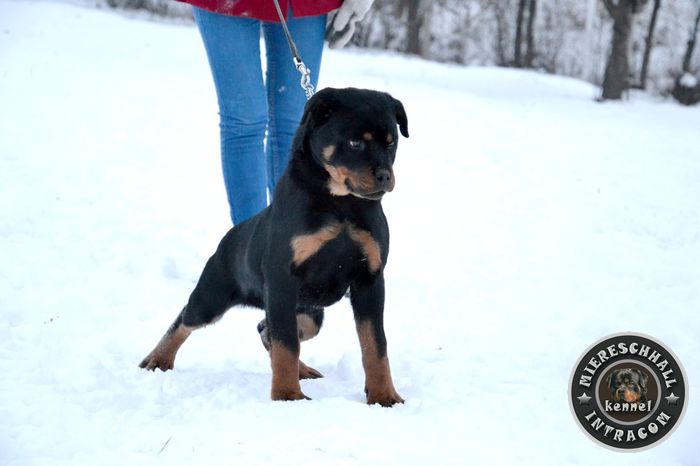 pui_rottweiler_a_055_orig - ROTTWEILER DE VANZARE