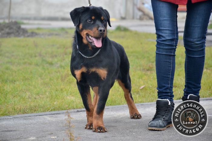 Ola - femela Rottweiler 5 luni - Femela - Rottguardian Ola