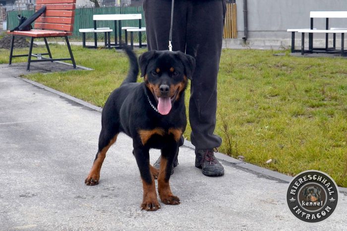 Ola - femela Rottweiler; 5 luni
