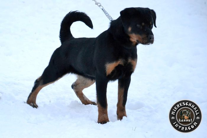 Ola - femela Rottweiler - Femela - Rottguardian Ola