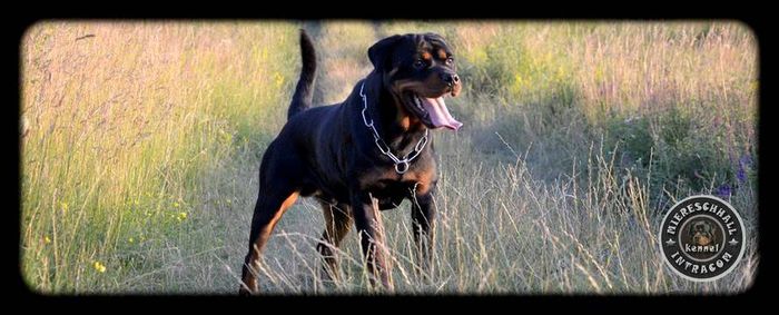 Mascul Rottweiler - Mascul - Neo Blackrosesrot