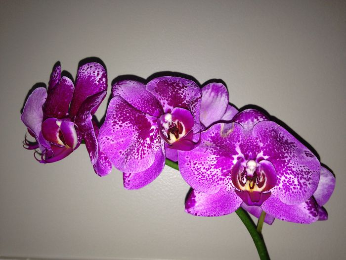 14 ian. 2015 - Orhidee