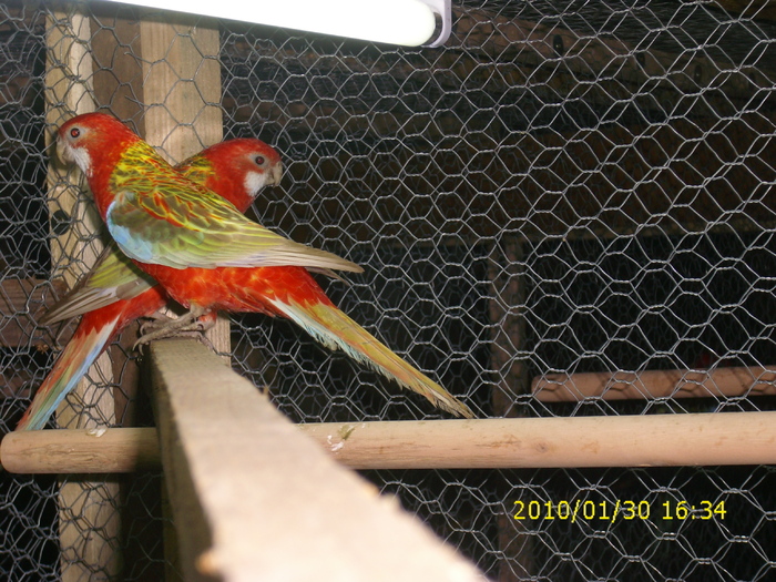 Pereche-Rosella-Rubin - Rosella-Rubin-Scortisoara