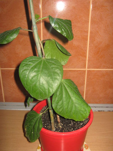 Picture My plants 2097 - Hibiscus Moorea Gray Crepe