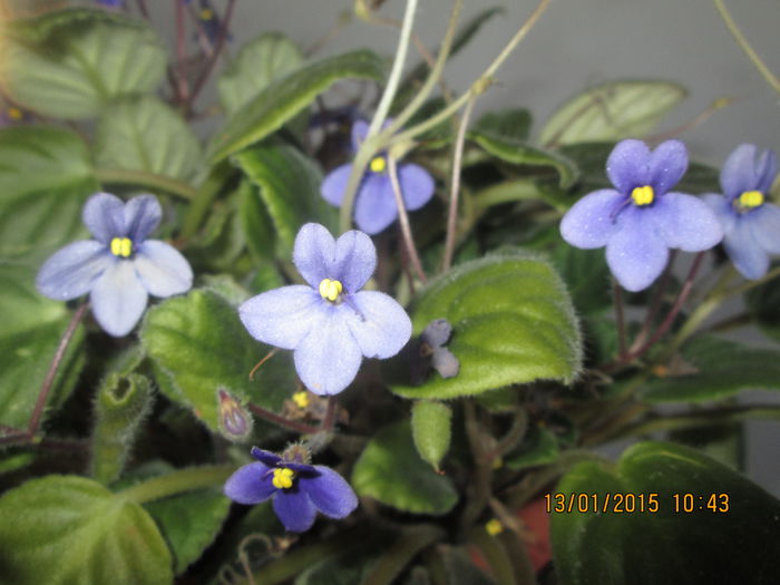 IMG_0035 - Florile mele in ianuarie 2015