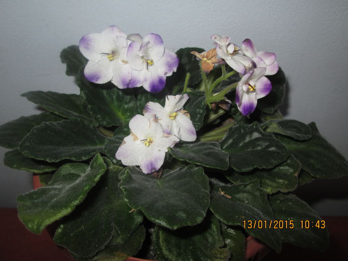 IMG_0036 - Florile mele in ianuarie 2015