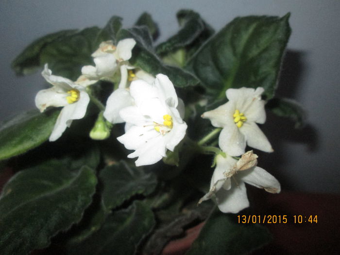 IMG_0040 - Florile mele in ianuarie 2015