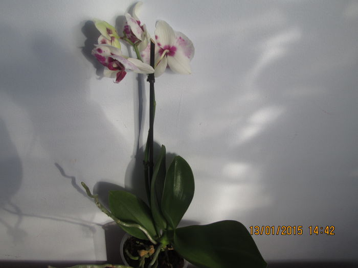 IMG_0044 - Florile mele in ianuarie 2015