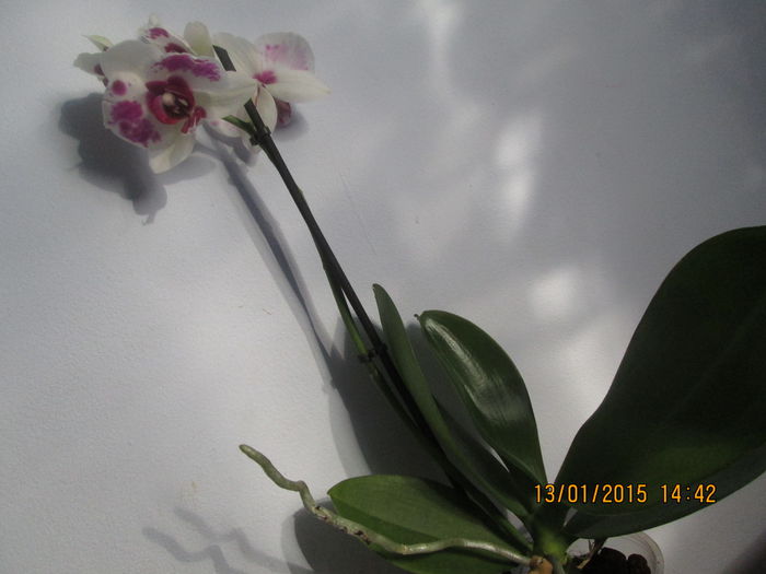 IMG_0046 - Florile mele in ianuarie 2015