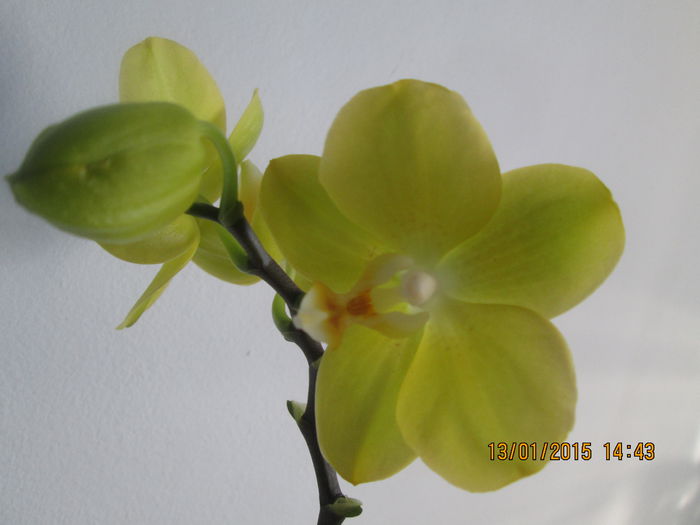 IMG_0051 - Florile mele in ianuarie 2015