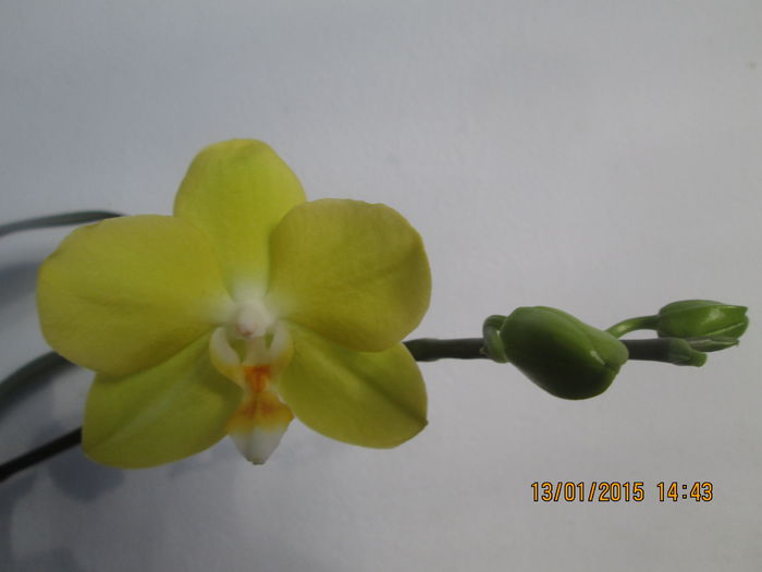 IMG_0052 - Florile mele in ianuarie 2015