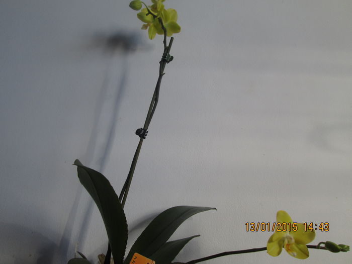 IMG_0053 - Florile mele in ianuarie 2015