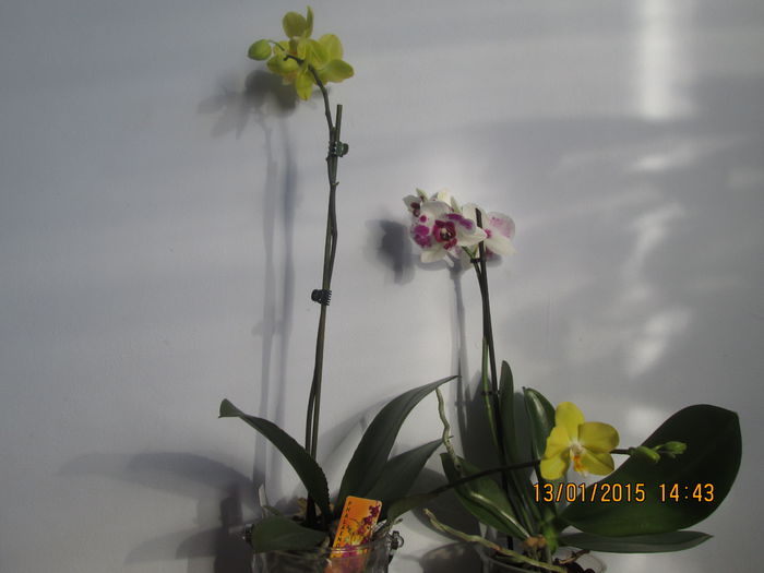 IMG_0054 - Florile mele in ianuarie 2015