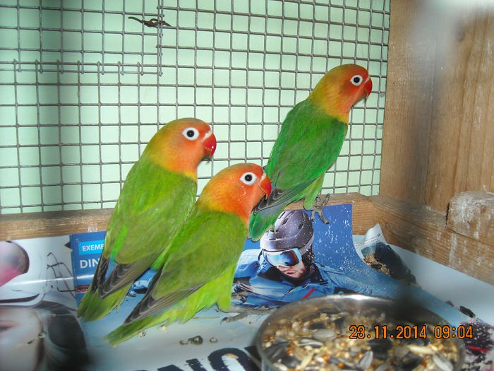 DSCN0076 - Pui agapornis