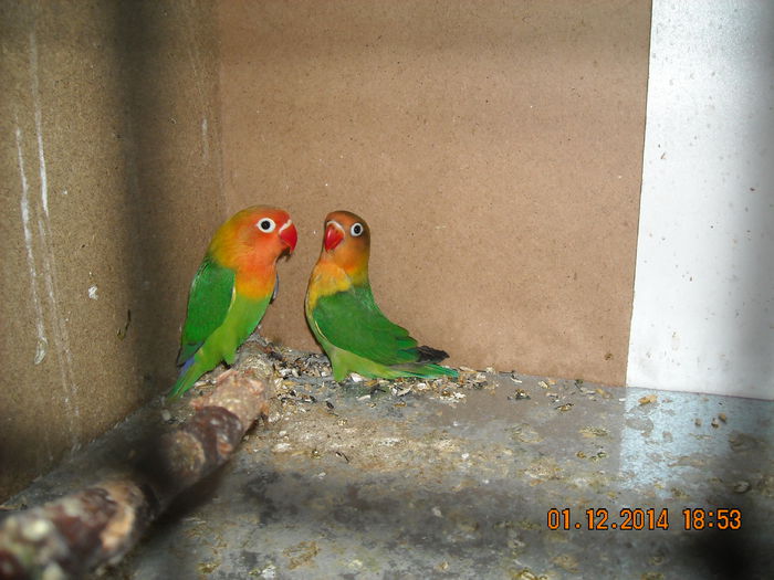 DSCN0099 - Pui agapornis