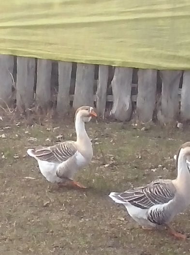 gasca metis cu africana