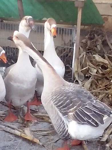 1 gaste africane (lesesti)