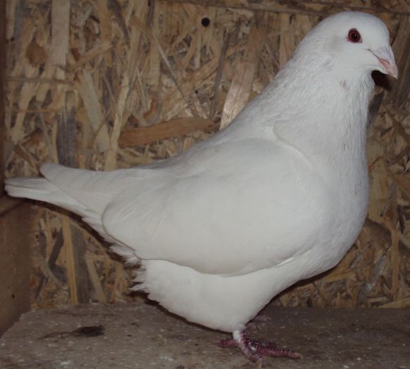 M-2012-194-alb 99,9%