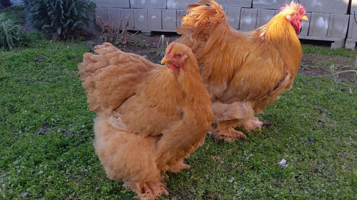 20150114_153603 - Matca cochinchina galben urias 2015