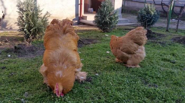 20150114_153702 - Matca cochinchina galben urias 2015