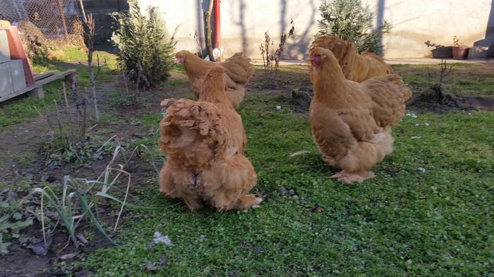 20150114_153944 - Matca cochinchina galben urias 2015