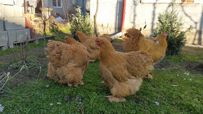 20150114_153950 - Matca cochinchina galben urias 2015