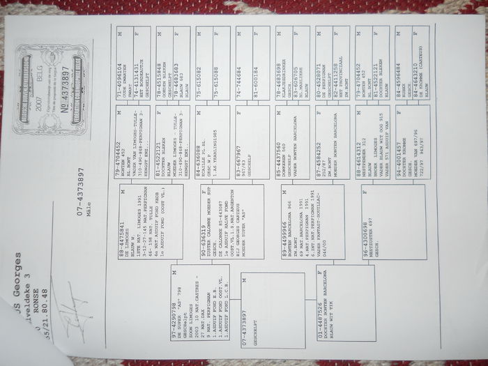 Pedigree tatal lui 9209-08