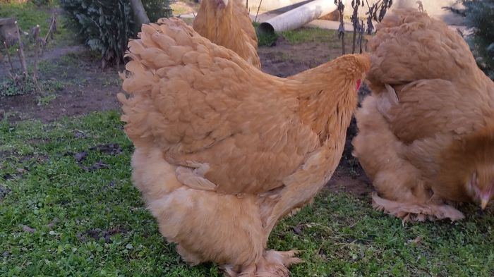 20150114_154209 - Matca cochinchina galben urias 2015