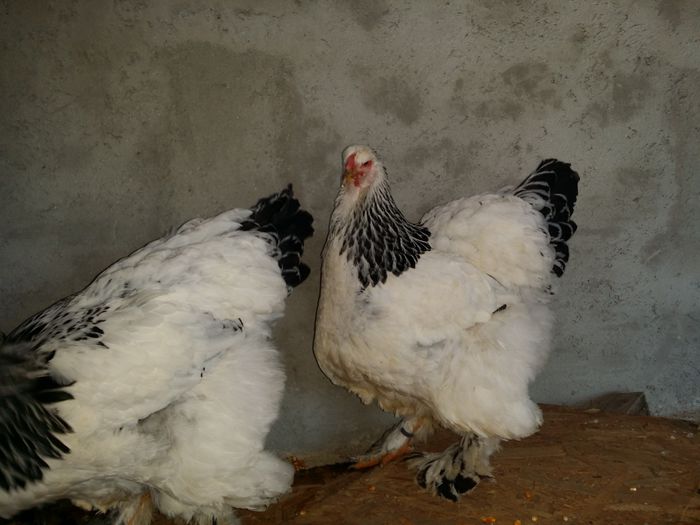20150114_160914 - Brahma herminat deschis 2015