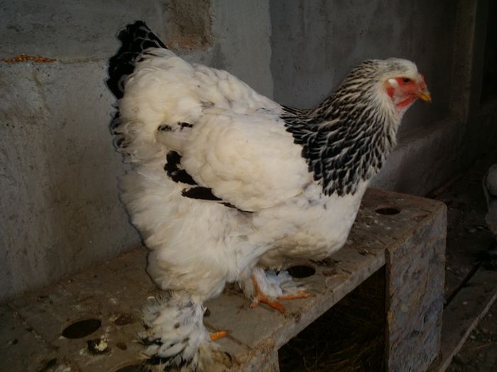 20150114_160534 - Brahma herminat deschis 2015