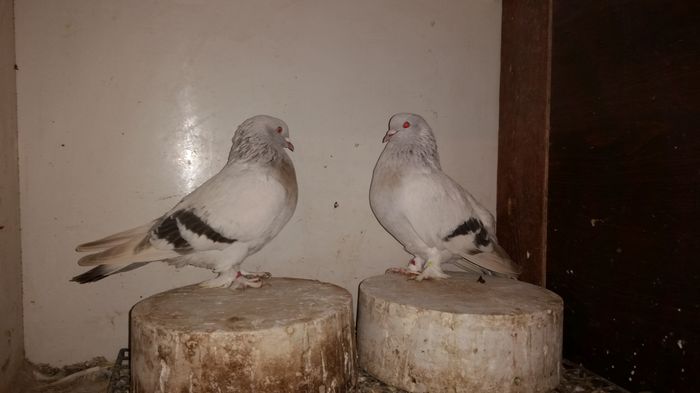 Perechea 2 - vanduta; Perechea 2
