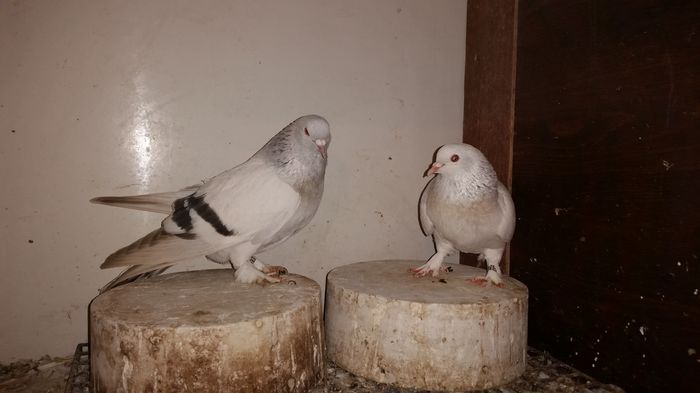 Perechea 5 - vanduta; Perechea 5
