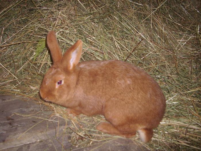 femela 150 ron 2014 vandut