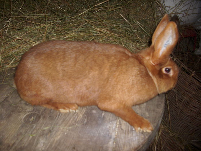 femela 2014 150 ron vandut